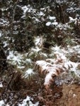 Snow on leaves