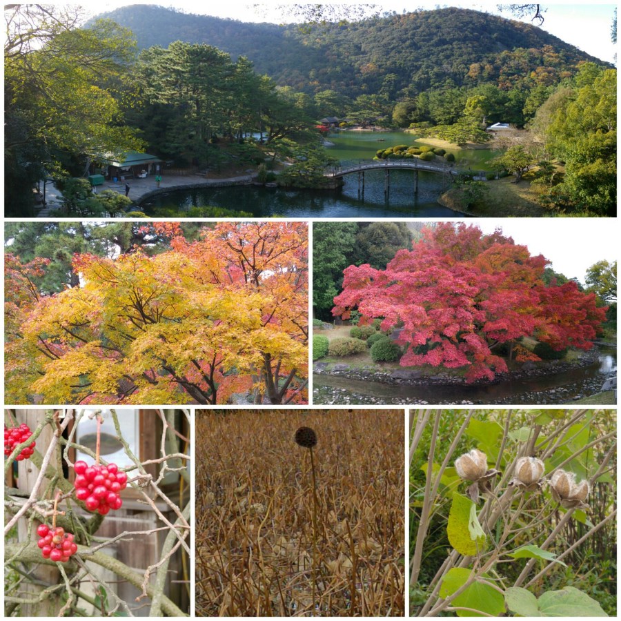 wp-1452135337900 image